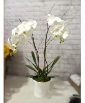 Two Stem Orchid Plant Potted Plant