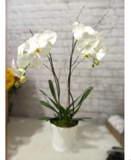 Two Stem Orchid Plant Potted Plant