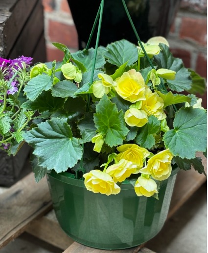 Two Ten Inch Begonia Hanging Baskets Hanging Basket