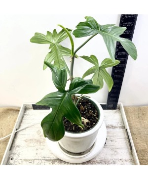 8" Phildendron 3 LEFT Plant