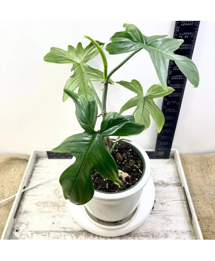 8" Phildendron 3 LEFT Plant