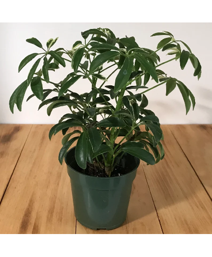 Umbrella Plant 6" Plant