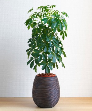 Umbrella Plant 8" Plant