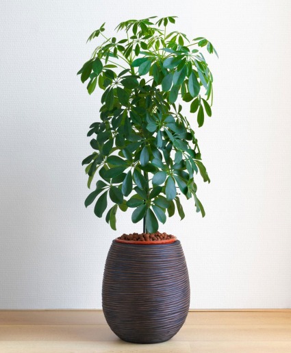 Umbrella Plant 8" Plant