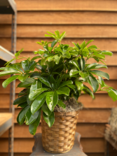 Umbrella Tree (6 inch) 