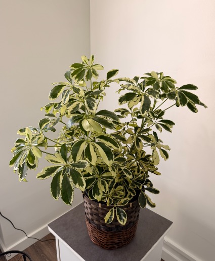 Umbrella Tree Plant