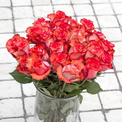 Unique Iguana Roses 24 stems in a vase 
