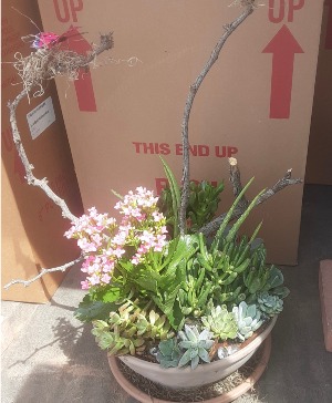 Unique Succulent Flowering 