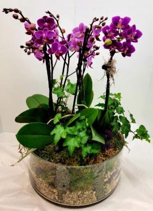 Upscale Orchid Garden  