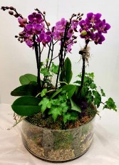 Upscale Orchid Garden  