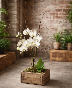 Urban Orchid Loft Plant