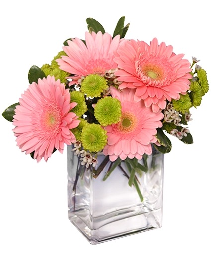 FRUIT SORBET Gerbera Bouquet