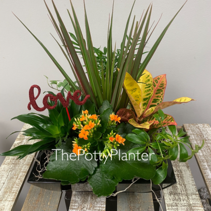 Valentine Indoor Garden  
