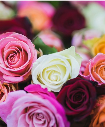 Valentine's Day Rose Special vased roses in Olney, IL | OLNEY GREENHOUSES LLC.