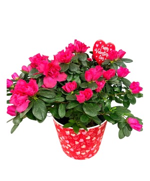 Valentines Azalea Plant