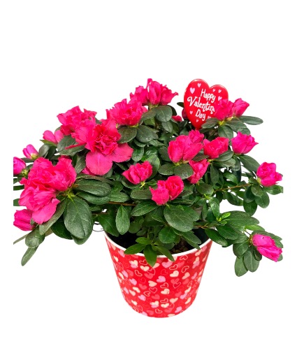 Valentines Azalea Plant