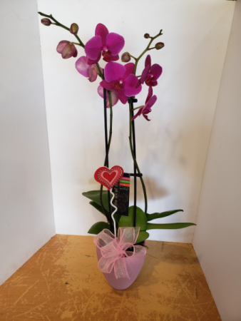 Double stem Orchids assorted colours plant