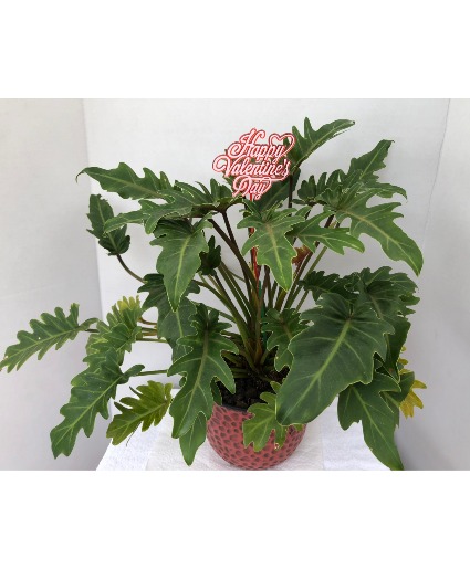 Valentine's Day Xanadu 8 inch potted Xanadu