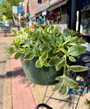 Variegated Ice Plant- Hanging Basket 