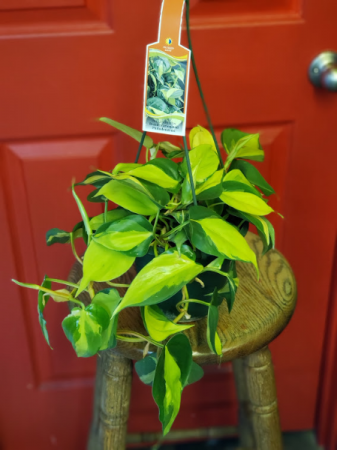 Variegated Pothos Hanging Plant in Redmond, OR - THE LADY BUG FLOWER & GIFT  SHOP