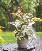 Variegated Rubber Plant  