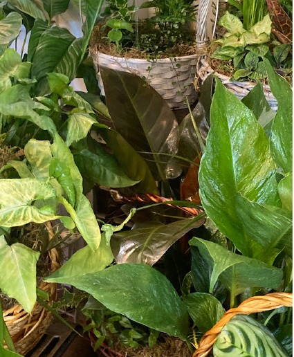 Variety of green plants in a basket Basket garden