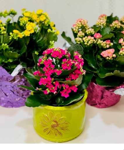 Variety of Plants 