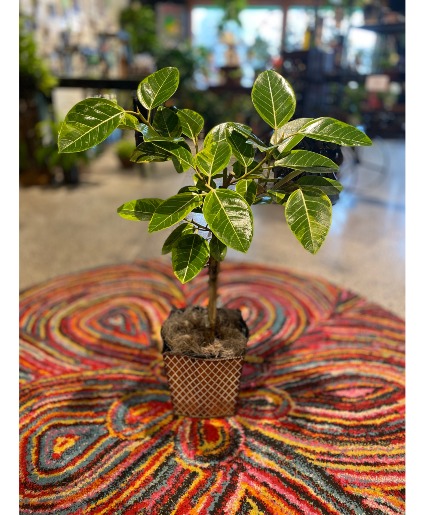 Varigated "Audrey" Ficus  Floor Plant