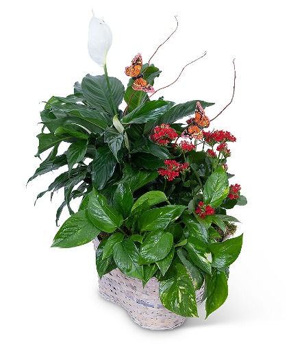 Verdant Basket with Butterflies Potted Plant
