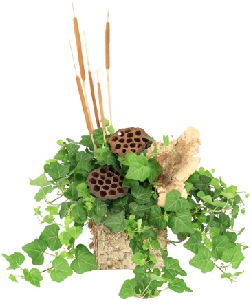 Verdant Memories House Plant in Albany, NY | Ambiance Florals & Events