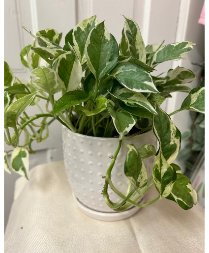 Veriegated Pothos 
