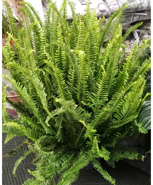 VERY POPULAR...OUTDOOR KIMBERLY QUEEN PLANT...  SUN...PLANT IS TALL IN AN 10 INCH CONTAINER. Limited supply...order now {1 LEFT}