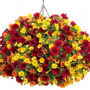 It's So You -- 12" Hanging Basket 