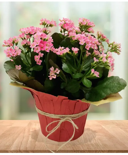 Vibrant Kalanchoe Planter 