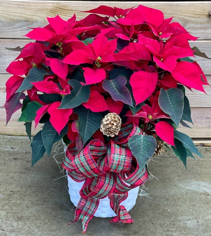 Vibrant Red Poinsettia Flowering Plant