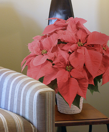 Vibrant Red Poinsettia Lifestyle Arrangement in Culpeper, VA | ENDLESS CREATIONS FLOWERS AND GIFTS