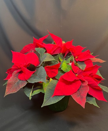 Vibrant Red Poinsettia  Plant  in Edmonton, AB | Little Daisy Blooms & Balloons