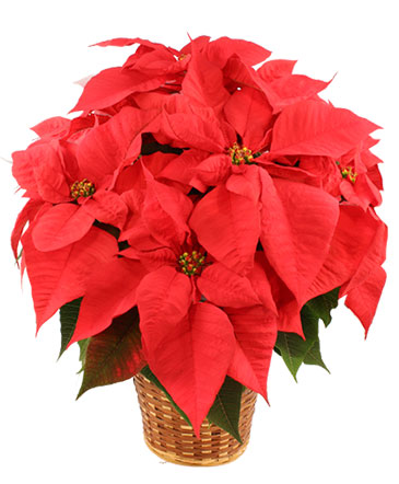 Vibrant Red Poinsettia Flowering Plant in Easton, CT | Flowers and Floral Art