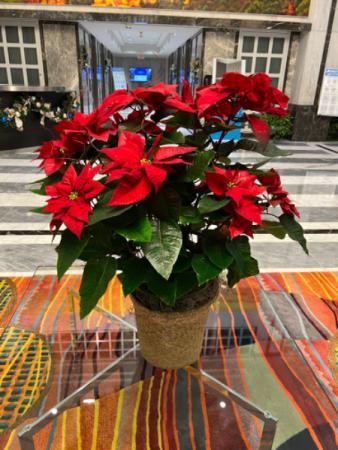 Vibrant Red Pointsettia  Plant