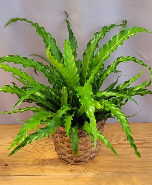 Victoria Birdnest Fern House Plant