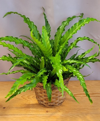 Victoria Birdnest Fern House Plant