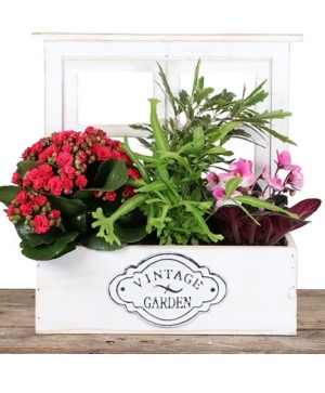 Vintage Window Planter  Planter