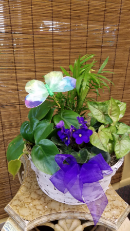 Violet and Green Garden 