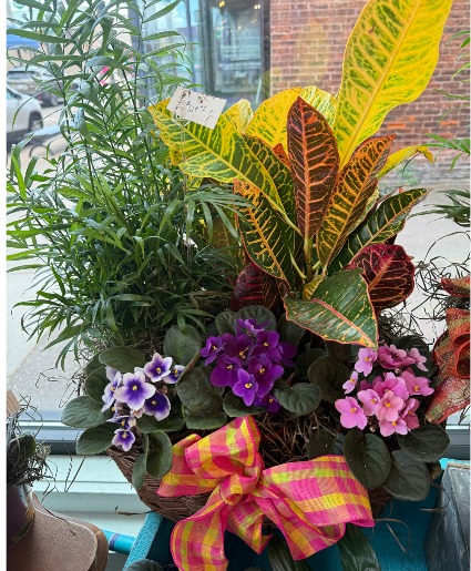 Violet and Plant Combo Dish Garden Plants