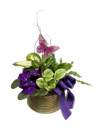 Violet Butterfly Garden  African Violet Fern