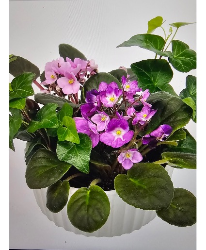 Violet Garden House Plant