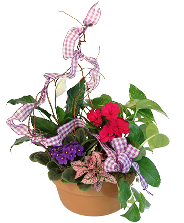 Violet & Variety Flowering Plants in Angier, NC | JABEZ FLORISTRY
