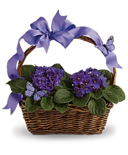 Violets and Butterflies 
