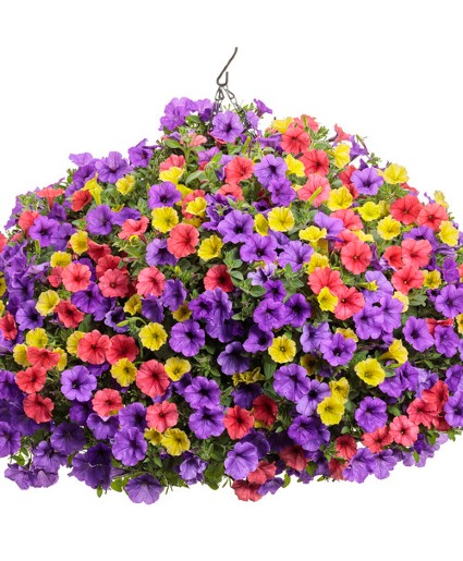 Vista View Carribean Various Supertunias Hanging Basket