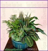 Vogue's Deluxe Dish Garden Plant